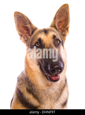 Deutscher Schäferhund Hundekopf geschossen isolierten auf weißen Hintergrund Stockfoto