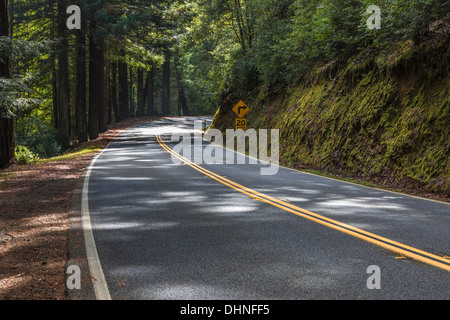 SR 1 schlängelt sich durch die große Coast Redwood-Wald in der Nähe der Pazifik-Küste zwischen Rockport und Leggett, Kalifornien, USA Stockfoto