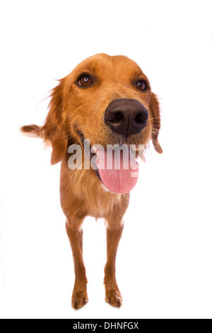 Glücklich Golden Retriever Hund stehend isoliert auf weißem Hintergrund Stockfoto