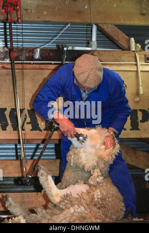 Traditionelle Schafschur Demonstration mit Clippers bei Walter Peak, Queenstown, Südinsel, Neuseeland westlichen Otago. Stockfoto