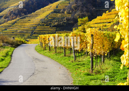 Österreichische Welt Kulturerbe Wachau im Herbst, Österreich, Niederösterreich, Wachau, Weissenkirchen Stockfoto