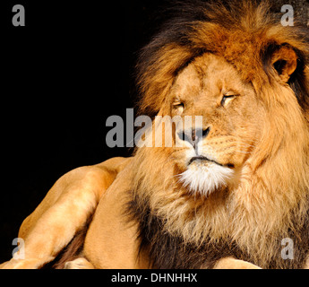African Lion (Panthera leo) männlich, Amsterdam Zoo Stockfoto