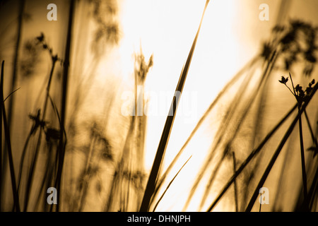 Golden Glow eines Sonnenuntergangs im Wasser durch Schilf am See Stockfoto