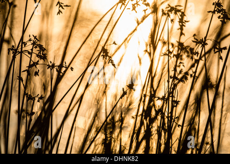 Golden Glow eines Sonnenuntergangs im Wasser durch Schilf am See Stockfoto