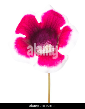 einzelne Blume isoliert Gloxinia auf weiss Stockfoto