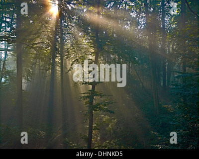 Sonnenstrahlen im Wald in der Nähe von Bodenwerder, Niedersachsen, Deutschland Stockfoto