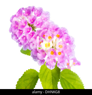 Blume Lantana Camara isoliert auf weißem Hintergrund Stockfoto