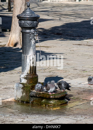 Tauben baden in alten antiken Brunnen, Venedig, Italien Stockfoto