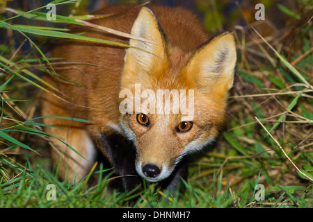 Eine wilde Jagd Mäuse in der Nacht Rotfuchs Stockfoto