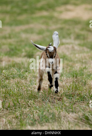 Ein Zicklein mit riesigen Ohren läuft in Richtung der Kamera. Stockfoto