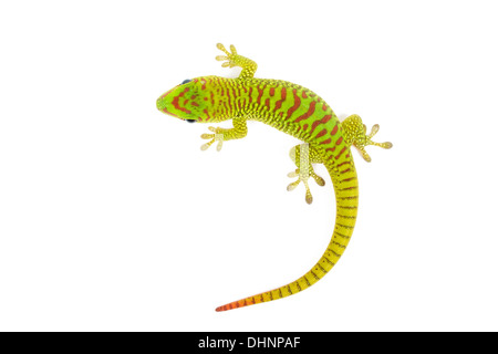 Madagaskar Taggecko auf weißem Hintergrund. Stockfoto