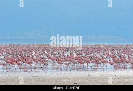 Schwärme von flamingo Stockfoto