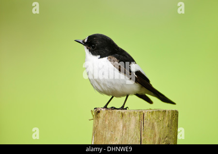 Einen erwachsenen männlichen Trauerschnäpper Fliegenschnäpper (Ficedula Hypoleuca) thront auf einem Zaunpfahl im Naturreservat Gilfach Farm Stockfoto