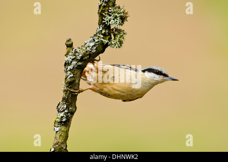 Ein Erwachsener Kleiber (Sitta Europaea) thront auf einem Flechten verkrustete Zweig im Naturreservat Gilfach Farm in der Nähe von Rhayader, Radnorshire Stockfoto