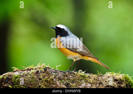 Ein erwachsener männlicher Gartenrotschwänze (Phoenicurus Phoenicurus) thront auf einem moosigen Baumstamm im Naturreservat Gilfach Farm Stockfoto