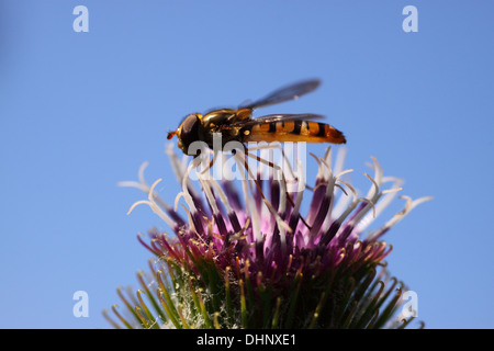 Hoverfly auf einer Distel Stockfoto