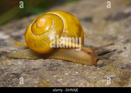 Gelbe Form der Weißlippen-gebändert Schnecke (Bänderschnecken Hortensis) kriecht über einen Felsen an South Stack, Anglesey, Wales. Juni. Stockfoto