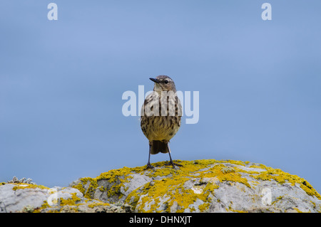 Ein Erwachsener Rock Pieper (Anthus Petrosus) auf einem Felsen mit gelben Flechten an South Stack, Anglesey, Wales verkrustet. Juni. Stockfoto