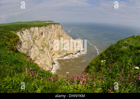 Die Kolonie der Basstölpel (Morus Bassanus) auf den Klippen am Grundnahrungsmittel Newk, mit roten Campion (Silene Dioica) Stockfoto