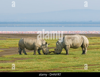 Nashörner in Lake Nakuru National Park, Kenia Stockfoto