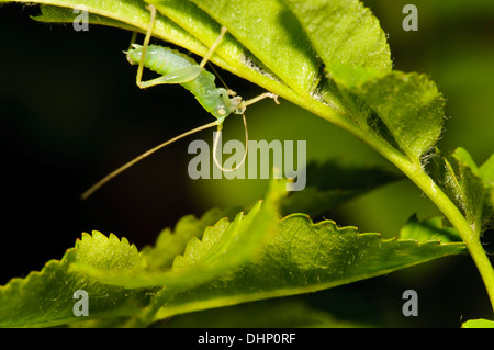 Die Nymphe der Eiche Bush-Cricket (Meconema Thalassinum) versteckt unter einem Rosenblatt und Reinigung seiner Antennen, in einem Garten im Belve Stockfoto