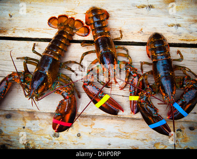 Drei Maine Hummer lebendig auf einer Holzterrasse Stockfoto