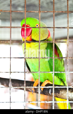 Grüner Papagei im Käfig Stockfoto