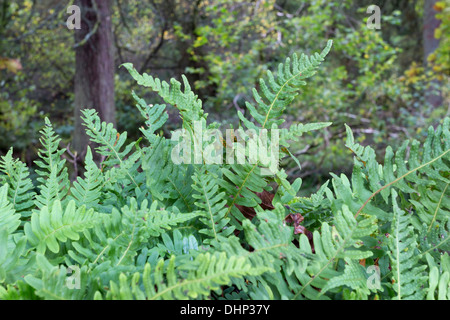 Gemeinsamen Maisöl Polypodium Vulgare North Pennines England UK Stockfoto