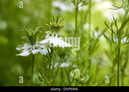 Nigella Sativa Stockfoto