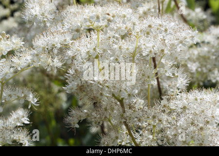 Filipendula ulmaria Stockfoto