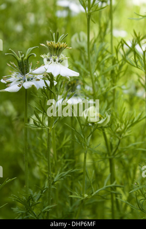 Nigella sativa Stockfoto