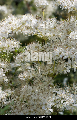 Filipendula ulmaria Stockfoto