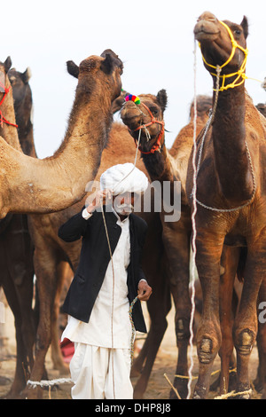 Kamele und ihre Besitzer-Portrait auf Pushkar Kamel Messe in Rajasthan, Indien. Stockfoto