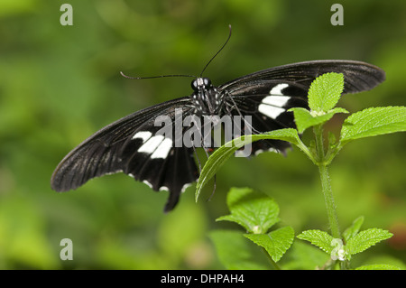 lauschen Schmetterling rot Helen Stockfoto