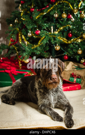 Erwachsene Deutsch Drahthaar Welpen, Weihnachtsbaum und Geschenke auf Hintergrund Stockfoto