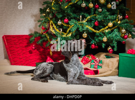 Deutsch Drahthaar Welpen, Weihnachtsbaum im Hintergrund liegen Stockfoto