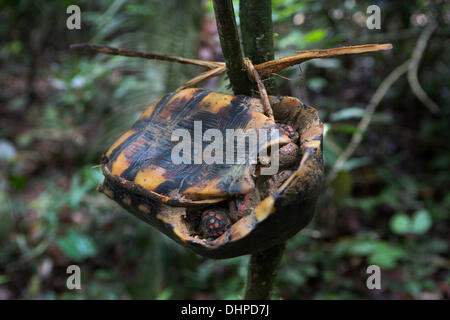 27. April 2013 - Poti-Kro, Para, Brasilien - Jabuti, eine Art von Land Schildkröte, gilt als leichtes Spiel. Wenn Jäger auf eine Jabuti stoßen, binden sie es mit Rinde oder Rebe an einem Baum auf dem Weg zurück nach Hause abgeholt werden. Die Ureinwohner Xikrin live auf der Bacaja, einem Nebenfluss des am Xingu-Fluss, wo Bau des Belo-Monte-Staudamm Höhepunkt Bau erreicht. Einige Wissenschaftler warnen, dass der Wasserstand der Bacaja jäh durch den Damm sinkt. (Kredit-Bild: © Taylor Weidman/ZUMA Wire/ZUMAPRESS.com) Stockfoto