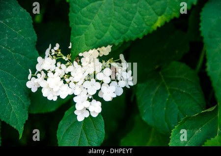 Biene auf weißen Trauben Blüten von Hydrangea Paniculata, Nahaufnahme Stockfoto