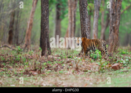 Eine männliche wilden Bengal Tigerbaby starrte auf Kamera in Tadoba Wald, Indien. Stockfoto