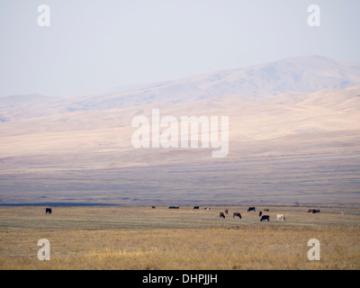 Landschaft der Region Kachetien (in der Nähe von David Gareja) Georgien. Stockfoto