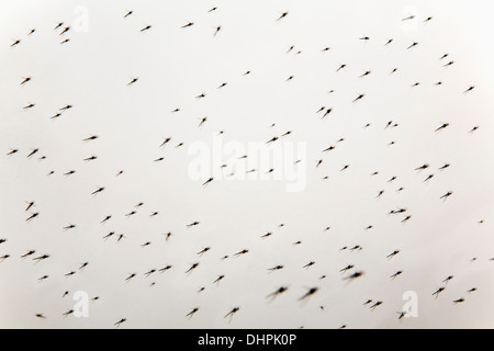 Niederlande, Lelystad, Nationalpark Oostvaardersplassen. Mücken Stockfoto