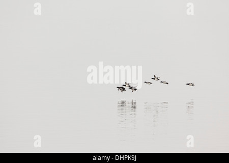 Niederlande, Lelystad, Lake genannt IJsselmeer. Wilde Enten fliegen. Hintergrund Frachtboot im Morgennebel Stockfoto