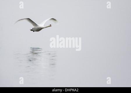 Niederlande, Lelystad, Lake genannt IJsselmeer. Höckerschwan über Wasser fliegen Stockfoto