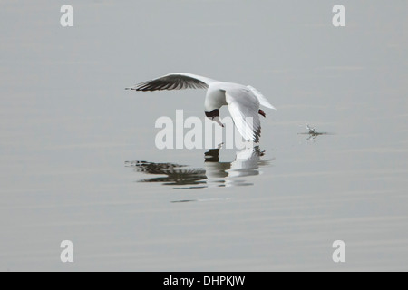 Niederlande, Lelystad, Lake genannt IJsselmeer. Möwe fliegt über Wasser fangen Insekten Stockfoto