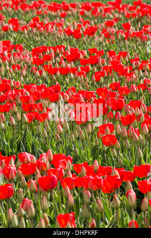 Niederlande, Espel. Tulpenfeld. Stockfoto