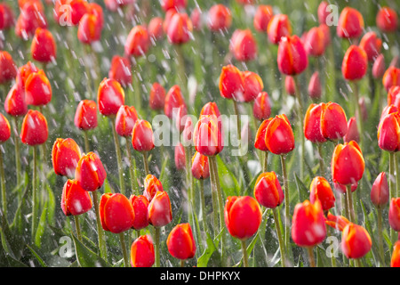 Niederlande, Espel. Tulpenfeld. Tulpen sind durch Sprinkler bewässert. Stockfoto