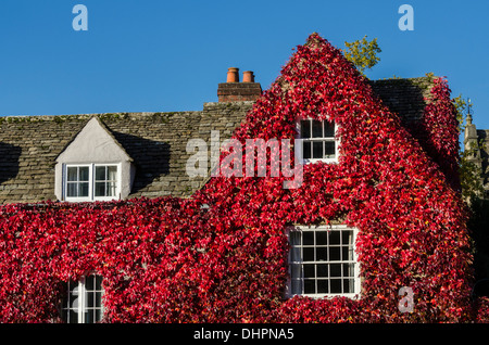 Herbstfärbung, Blätter wildem Wein rot auf einer Hütte Stockfoto