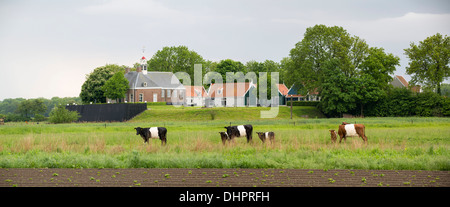 Die Niederlande, die ehemalige Insel Schokland. UNESCO-Weltkulturerbe. Hügel von Middelbuurt. Vordergrundgehäkelte Kühe Stockfoto