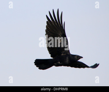Schwarze AAS-Krähe (Corvus Corone) auf der Flucht vor einem blauen Himmel Stockfoto