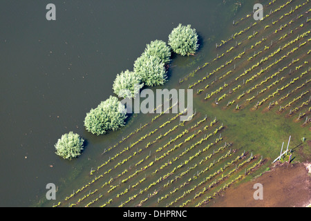 Niederlande, Dodewaard. Fluss Waal. Überschwemmungsgebiete. Überfluteten Land. Weingut. Luftbild Stockfoto